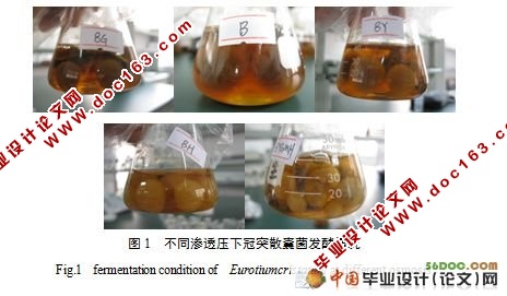 砖茶菌发酵条件的研究