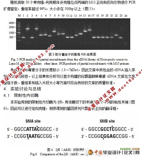 白额高脚蛛毒腺cDNA文库构建
