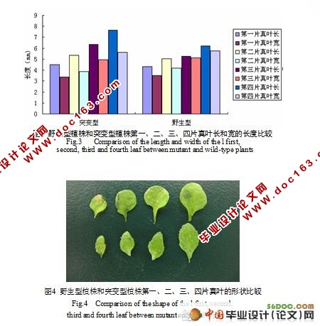 复制因子C亚基3基因突变对拟南芥叶片生长发育的影响