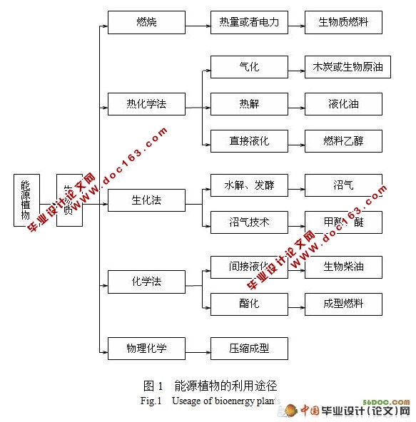 芒属植物转化受体系统的建立