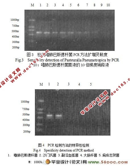 ȷΰ˹¸˾16S rDNA-PCRⷽĽӦ