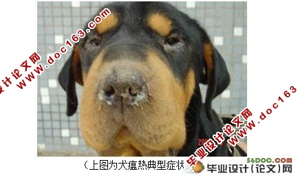 宠物犬常见传染病的调查与分析