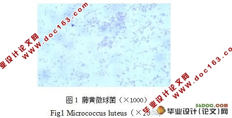 猪源藤黄微球菌鉴定和耐药性测定
