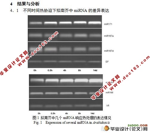 拟南芥中几个热相关miRNAs的响应热处理的表达分析