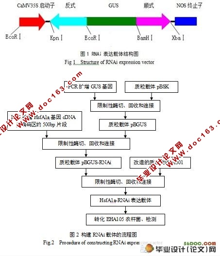 水稻热激蛋白转录因子基因HsfA1aRNAi载体的构建