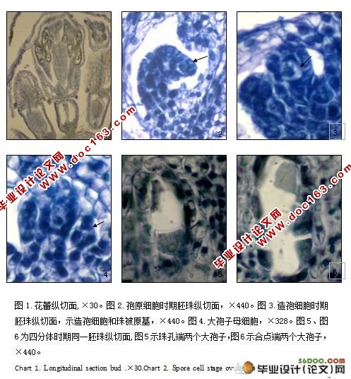 黄花蒿大孢子的发生和雄配子体的形成(7800字)