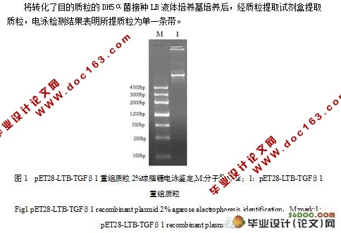 LTB-TGFβ1融合蛋白原核表达质粒的构建