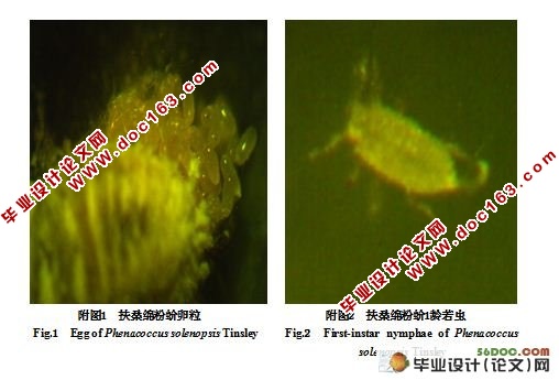 影响扶桑绵粉蚧雄虫产生的主要因子