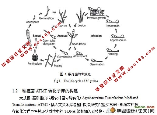 稻瘟菌致病力减弱突变体CD2967的筛选