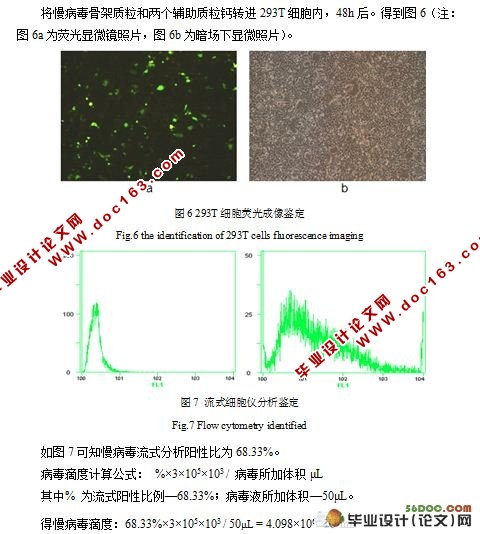 干细胞分化过程中的荧光示踪体系构建