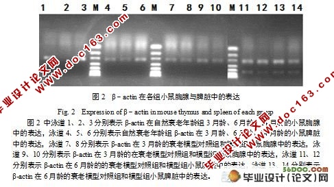 ϸSOCS3Gfi-1IL-2Gadd45Bcl2С˥Ϲеת¼о