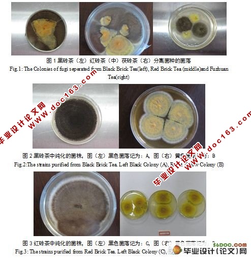 砖茶菌的分离纯化与鉴定