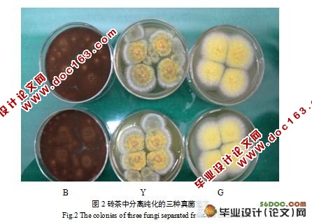 砖茶中所分离真菌的分子鉴定
