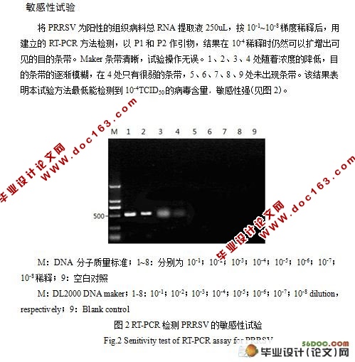 猪蓝耳病的RT-PCR检测(