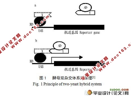 利用酵母双杂交技术筛选油菜FAD2的互作蛋白