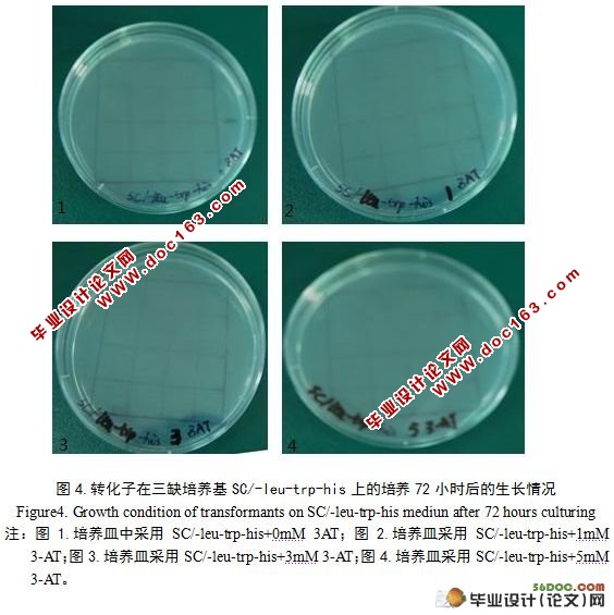 利用酵母双杂交技术筛选油菜FAD2的互作蛋白