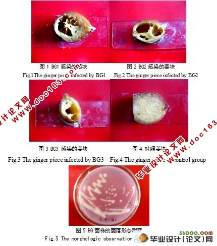 木霉菌抑制姜瘟病的效果与拮抗机制研究