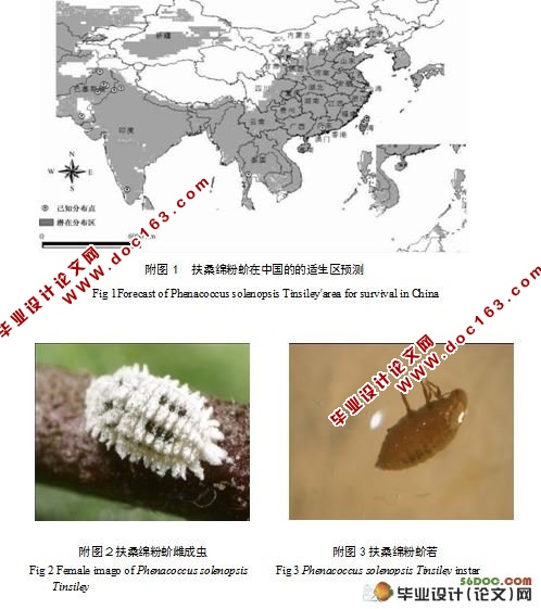 温度对扶桑绵粉蚧的影响