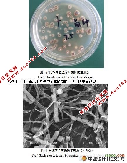 一株拮抗烟草黑胫病菌放线菌的分子鉴定