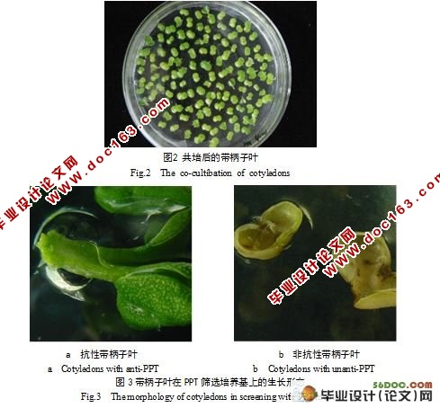 SDG708基因对油菜的遗传转化