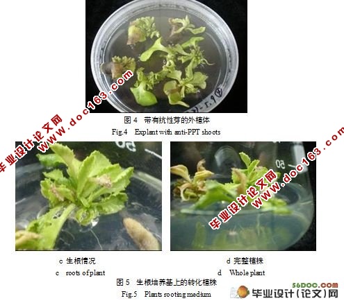 SDG708基因对油菜的遗传转化