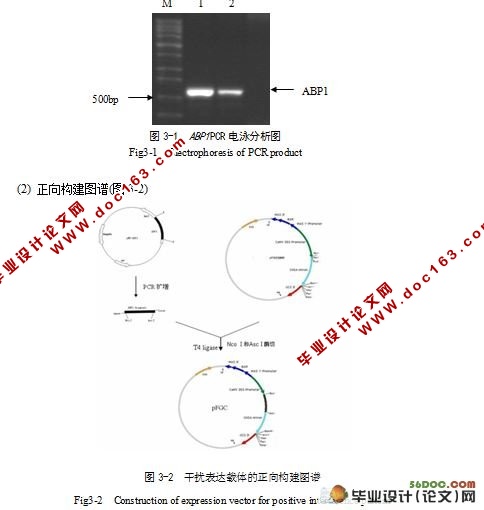 苎麻生长素结合蛋白ABP1植物干扰表达载体的构建与检测