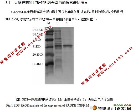 LTB- TGFβ1融合蛋白的原核表达及Western-Blotting