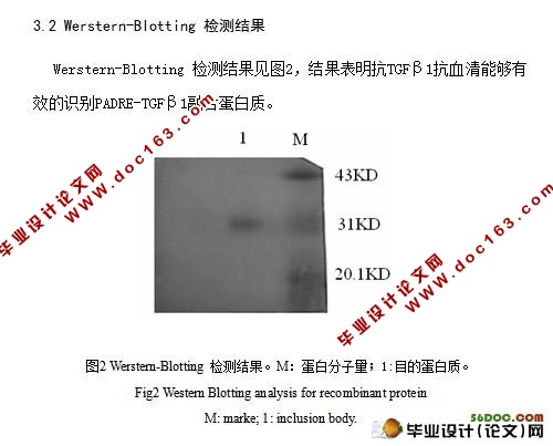 LTB- TGFβ1融合蛋白的原核表达及Western-Blotting