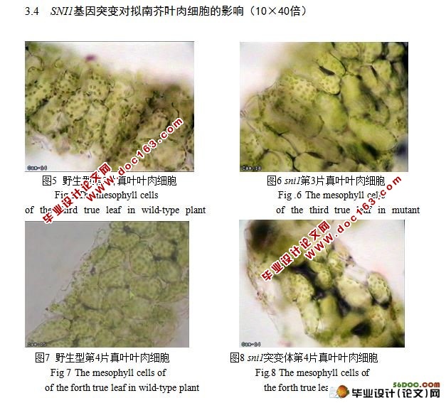 SNI1基因突变对拟南芥叶片生长发育的影响