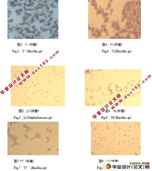 豆腐制作酸浆水微生物菌系分布及产酸性能研究