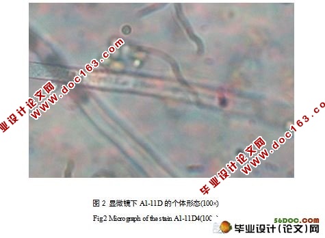 烟草土壤中纤维素降解菌的分离与鉴定