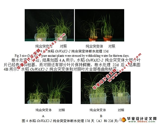 干旱胁迫下水稻OsWAX2-2基因的功能分析