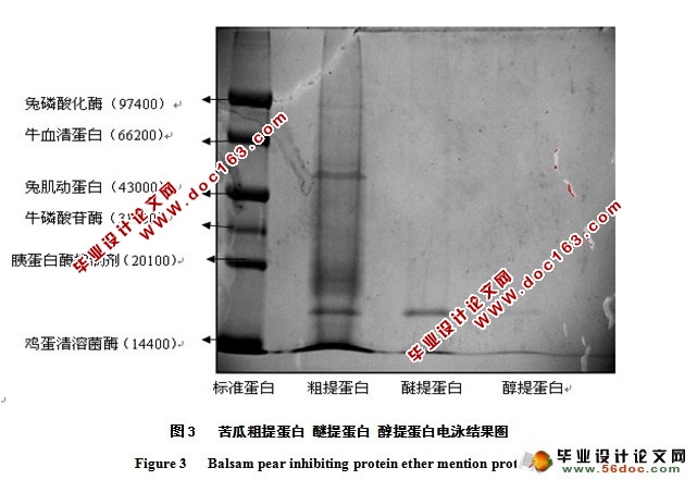 苦瓜蛋白提取方法的初步研究
