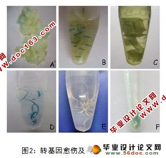 农杆菌介导籼稻转化研究
