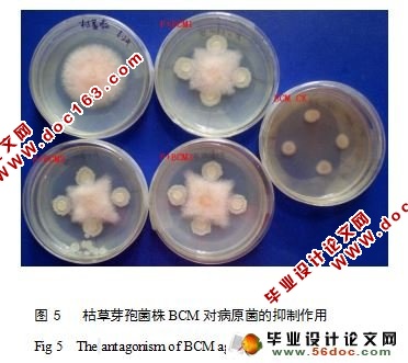 生防枯草芽孢杆菌的分离与鉴定