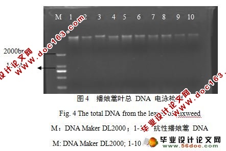 播娘蒿对苯磺隆抗药性水平