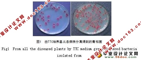 湖南省茄科作物青枯病菌生理小种的分子鉴定