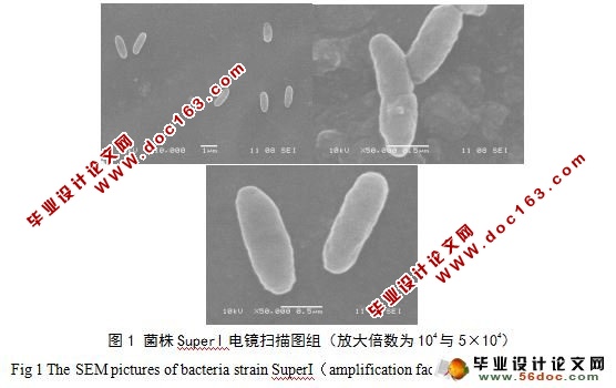 水稻真菌病害广谱拮抗菌的分离和种类鉴定