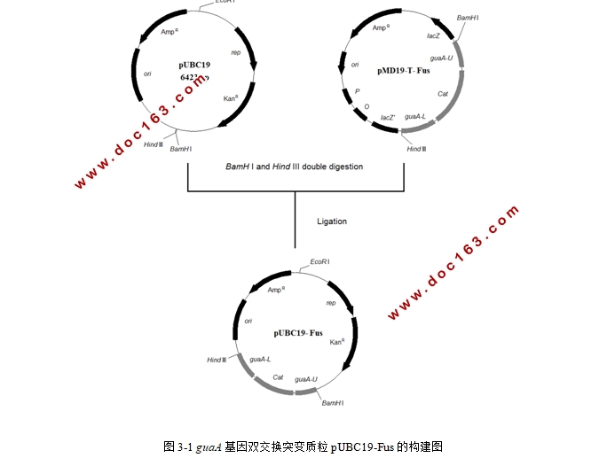 枯草芽孢杆菌guaA基因突变质粒的构建